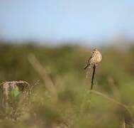 Linotte mélodieuse