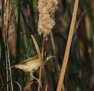 Savi's Warbler