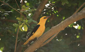 Eurasian Golden Oriole