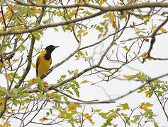 Black-headed Oriole