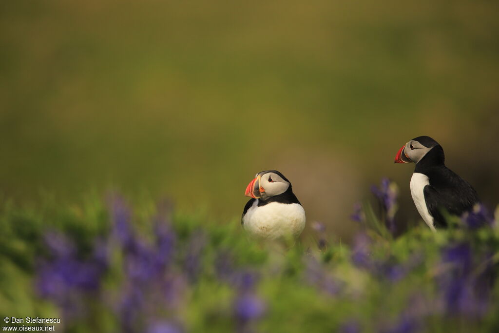 Atlantic Puffinadult breeding