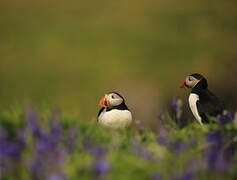 Atlantic Puffin