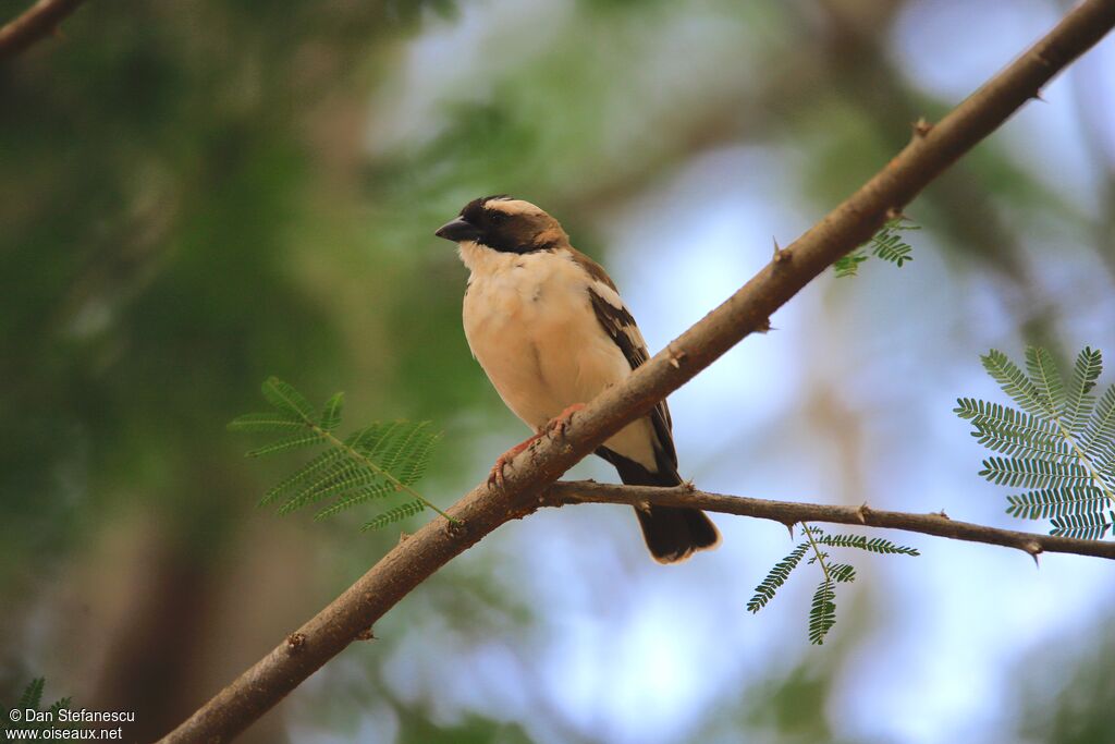 White-browed Sparrow-Weaveradult