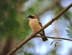 White-browed Sparrow-Weaver