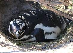 Magellanic Penguin