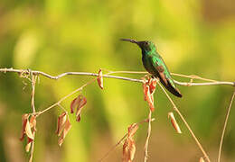 Green-breasted Mango