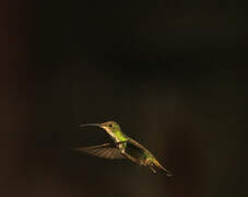Green-breasted Mango