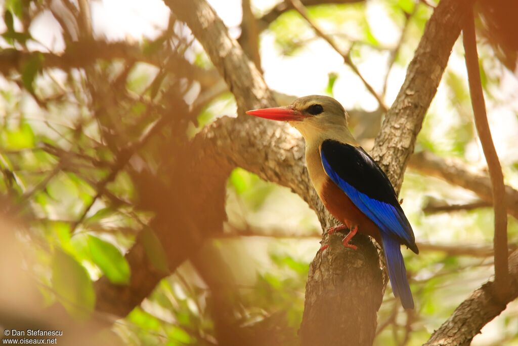 Grey-headed Kingfisheradult