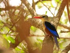 Grey-headed Kingfisher