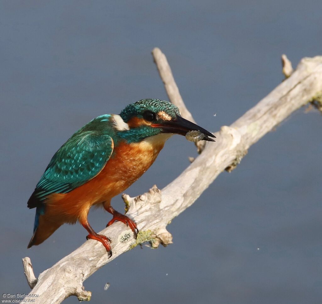 Martin-pêcheur d'Europe mâle adulte, mange