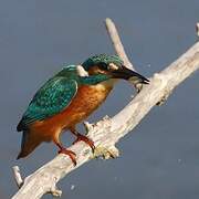 Common Kingfisher