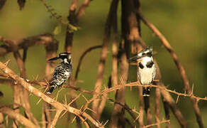 Pied Kingfisher