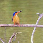 Martin-pêcheur vintsi