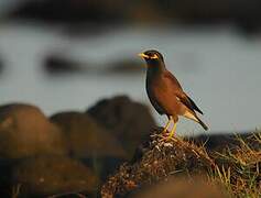 Common Myna