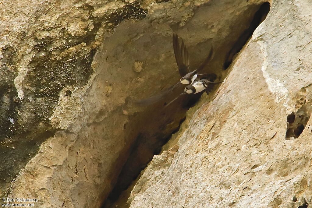 Alpine Swiftadult, Flight