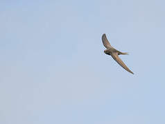 Common Swift