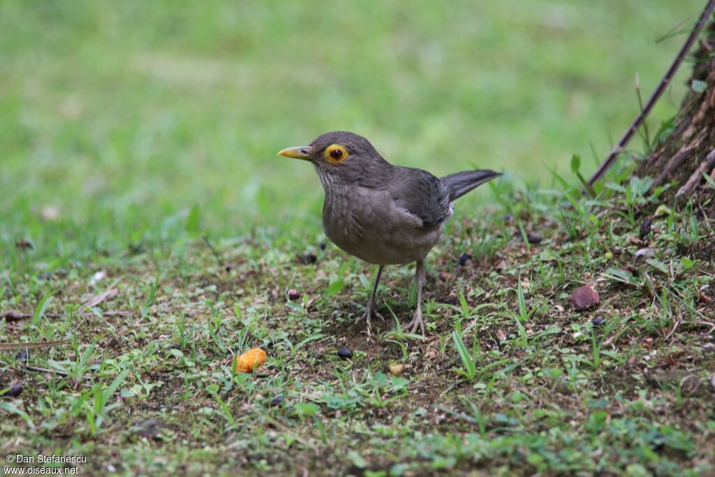 Spectacled Thrushadult, walking