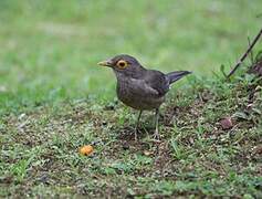 Spectacled Thrush