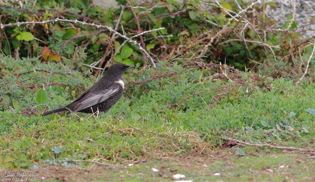 Ring Ouzel