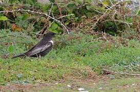 Ring Ouzel