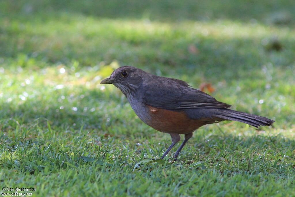 Rufous-bellied Thrush, walking