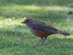 Rufous-bellied Thrush