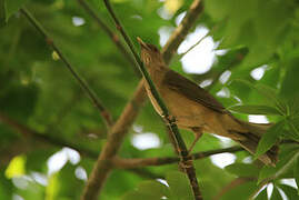 Clay-colored Thrush