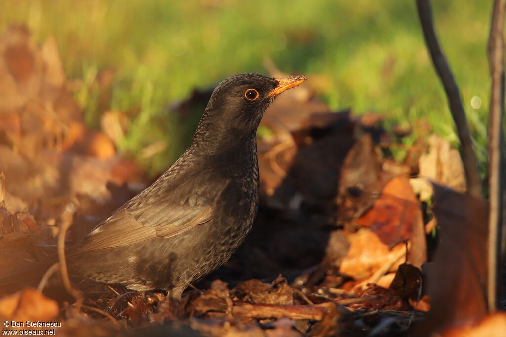 Common Blackbird male, walking