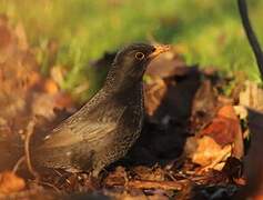 Common Blackbird