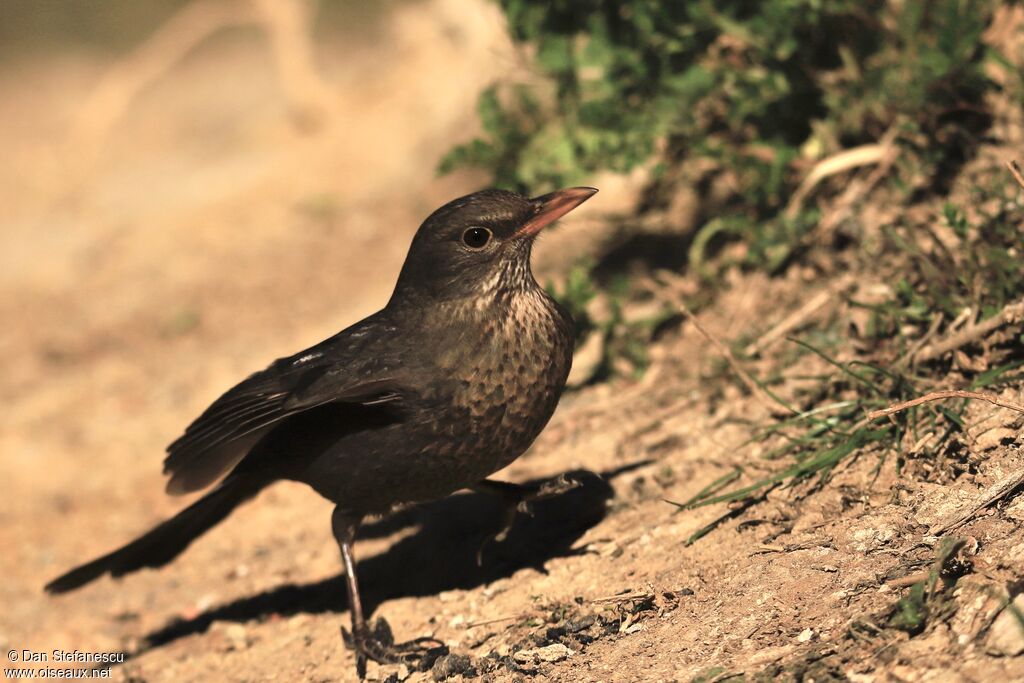 Common Blackbird female adult