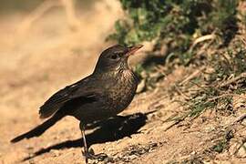 Common Blackbird