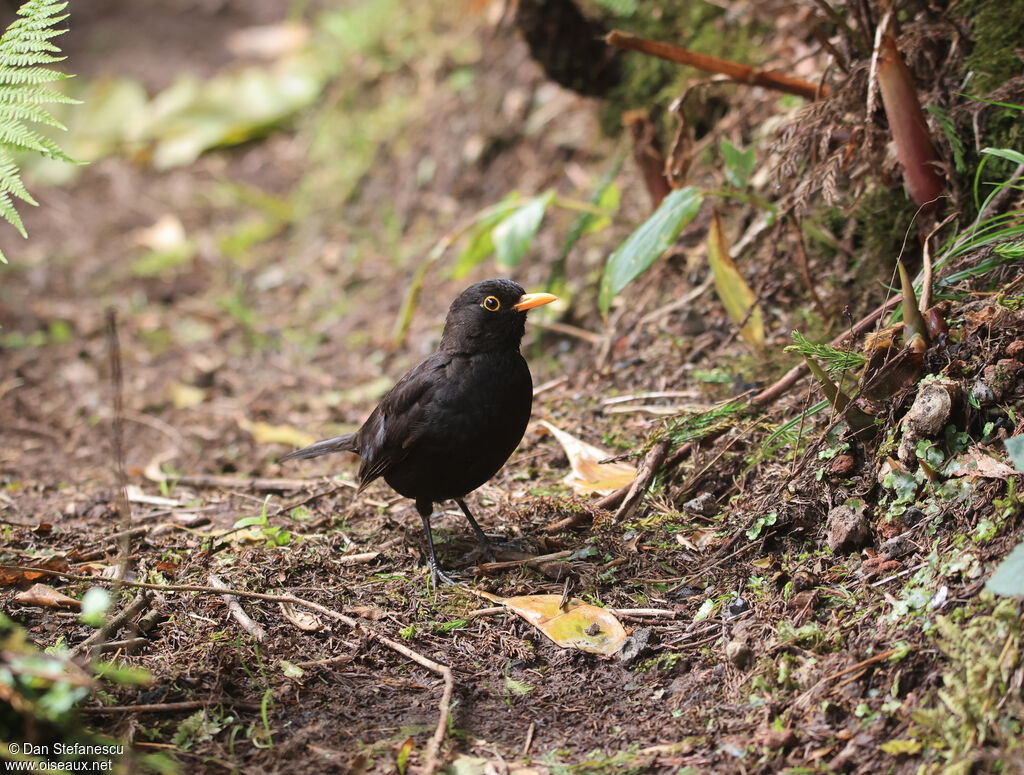 Common Blackbirdadult