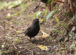 Common Blackbird