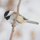 Mésange à tête noire
