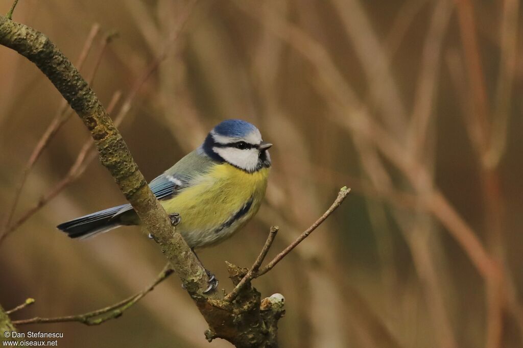 Eurasian Blue Tit male adult