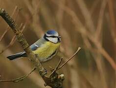 Eurasian Blue Tit