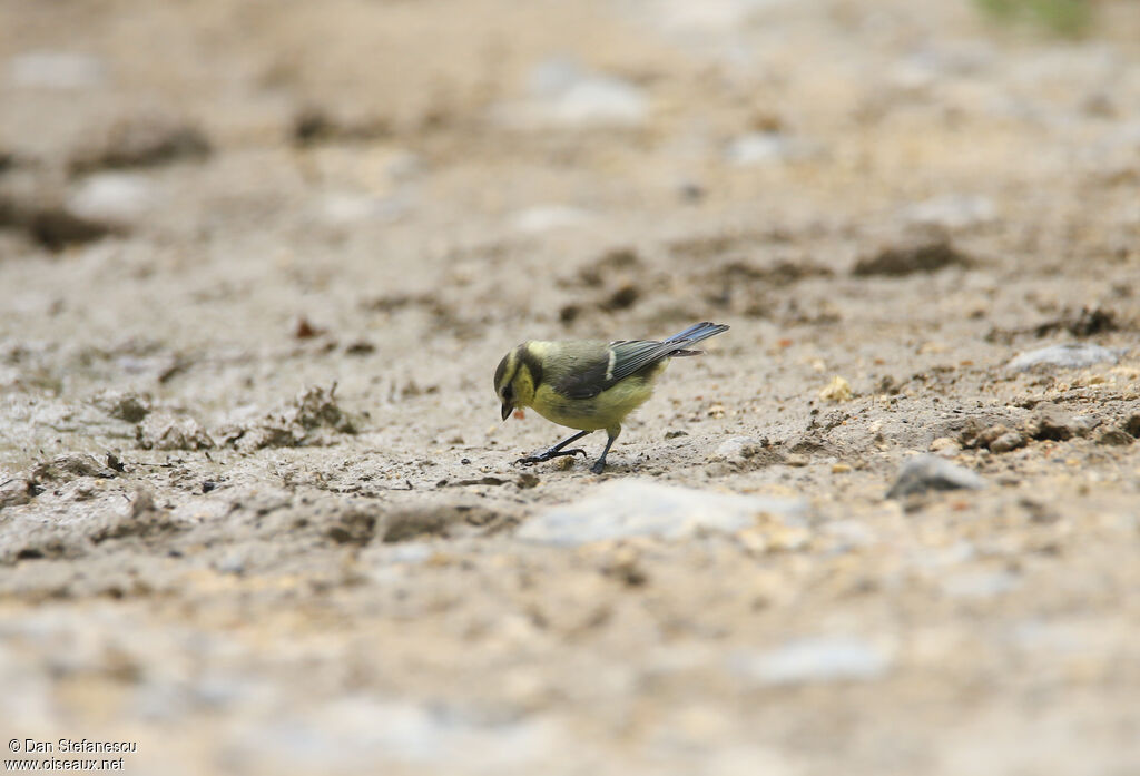 Eurasian Blue Titjuvenile