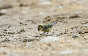 Eurasian Blue Tit