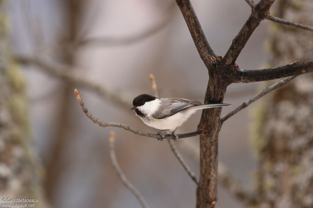 Mésange boréaleadulte