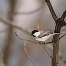 Mésange boréale