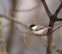 Mésange boréale