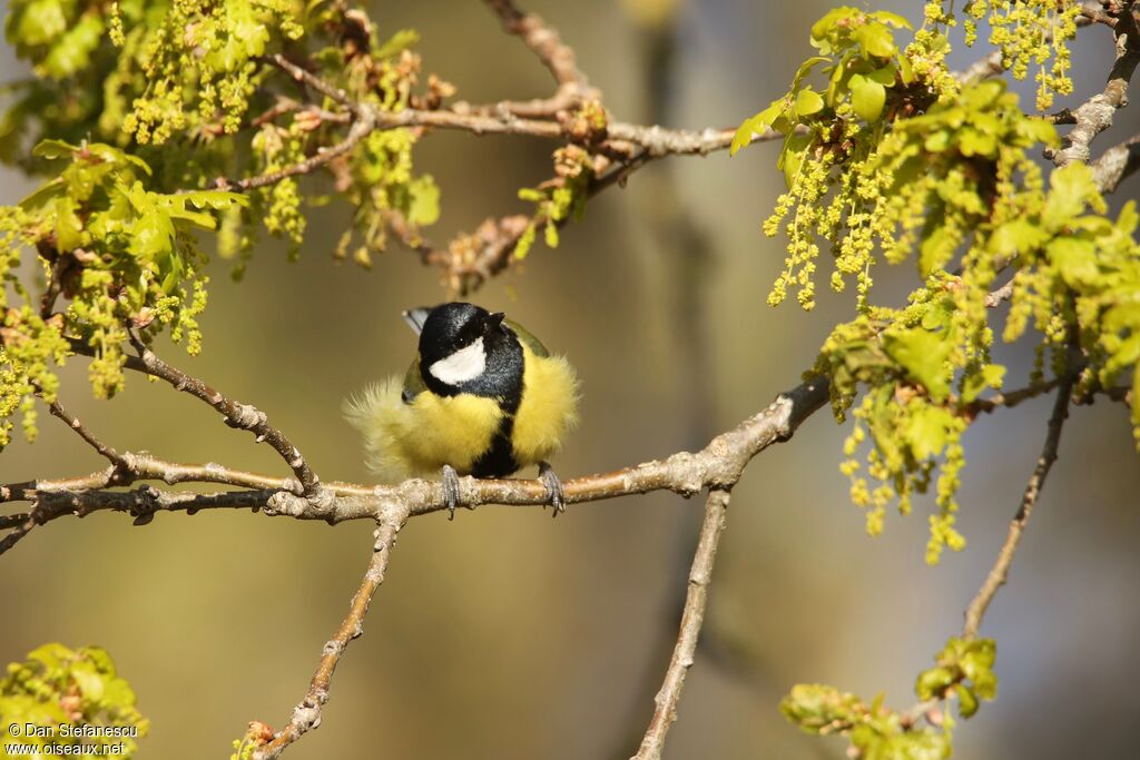 Mésange charbonnière mâle adulte