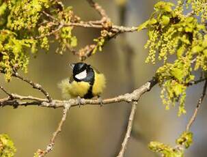 Mésange charbonnière