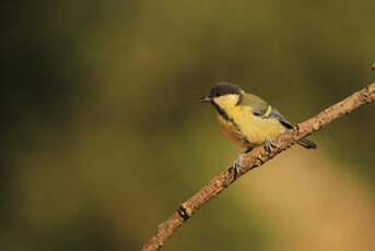 Mésange charbonnière