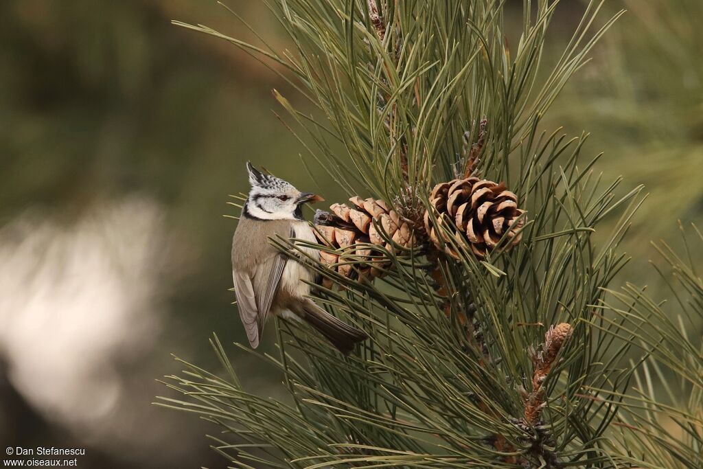 Mésange huppéeadulte, mange