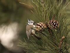 Mésange huppée