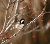 Coal Tit