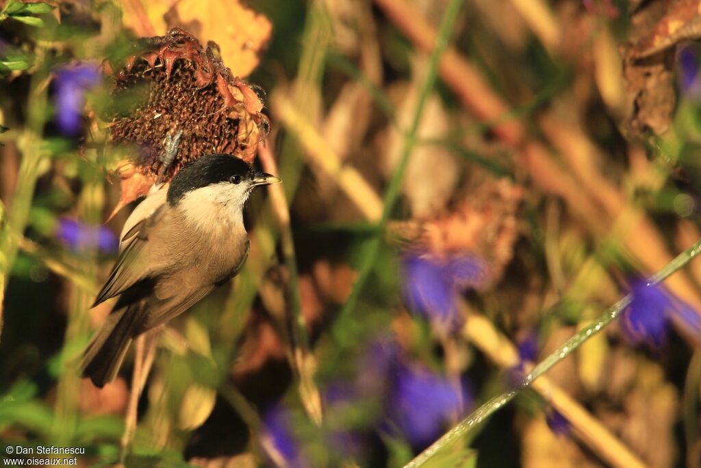 Mésange nonnetteadulte