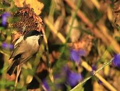 Mésange nonnette