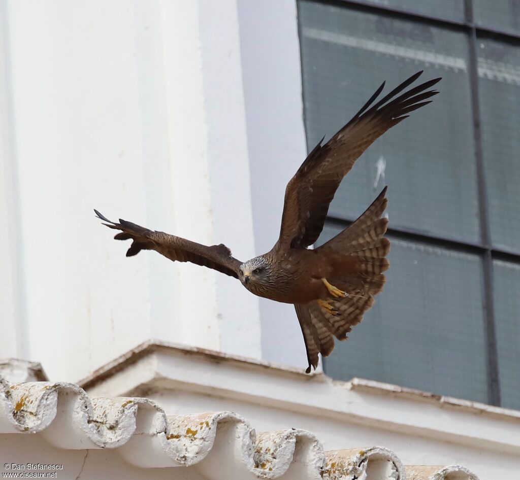 Black Kiteadult, Flight